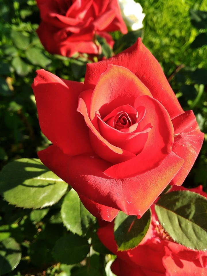 rose