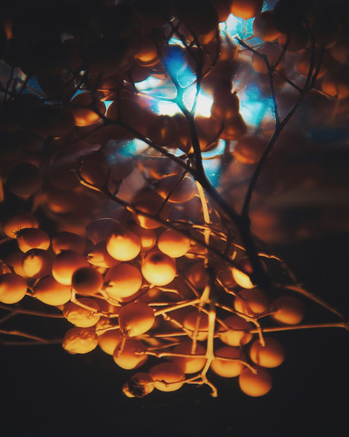 Rowan
