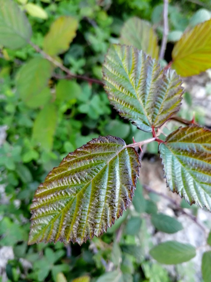 Raspberry sprouts