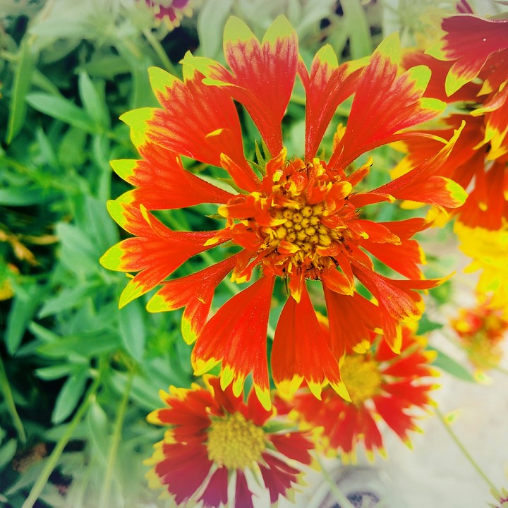 beautiful flower