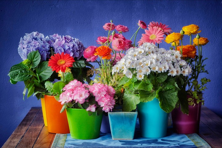 Flowers