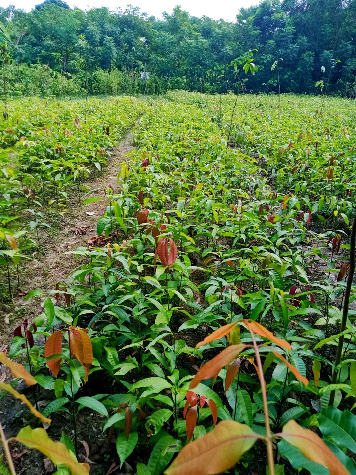 mango tree