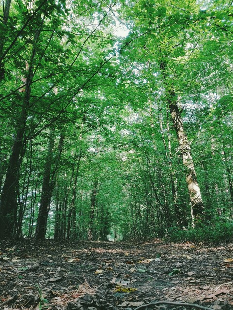 vegetation, ecosystem háttérképek