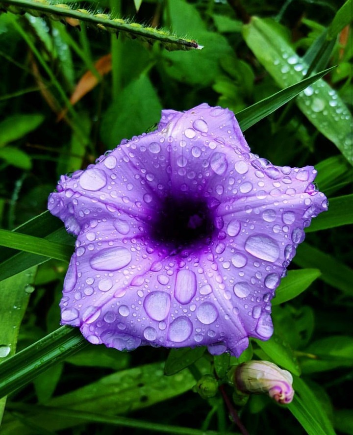 purple bell