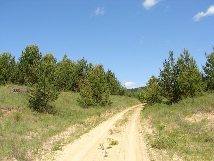 Дорога в лес
