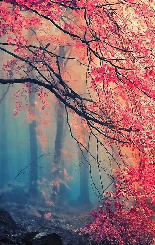 Wald