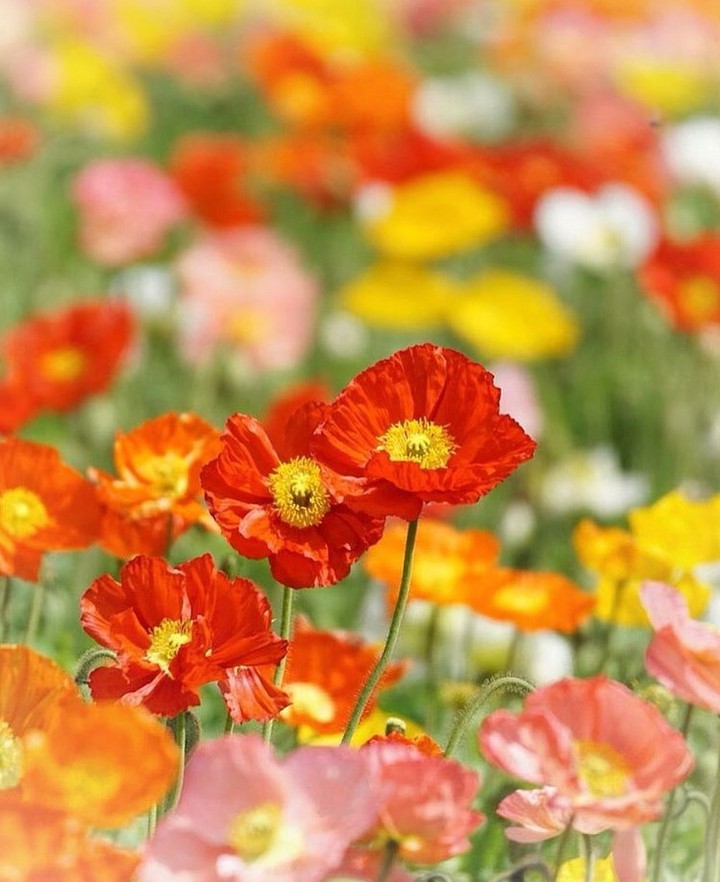 in the meadow...