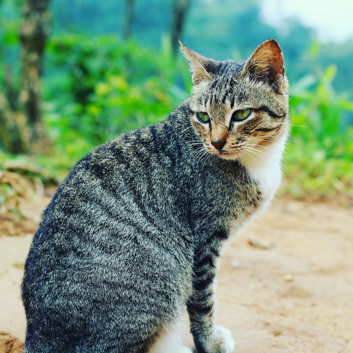Cat