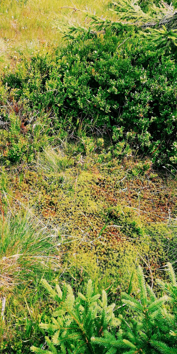Peat bog
