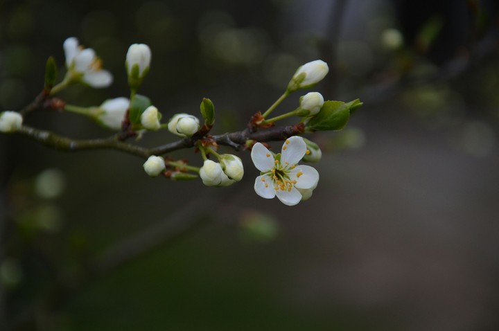 spring
