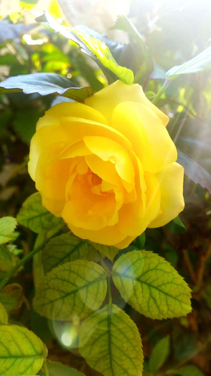 Yellow Rose