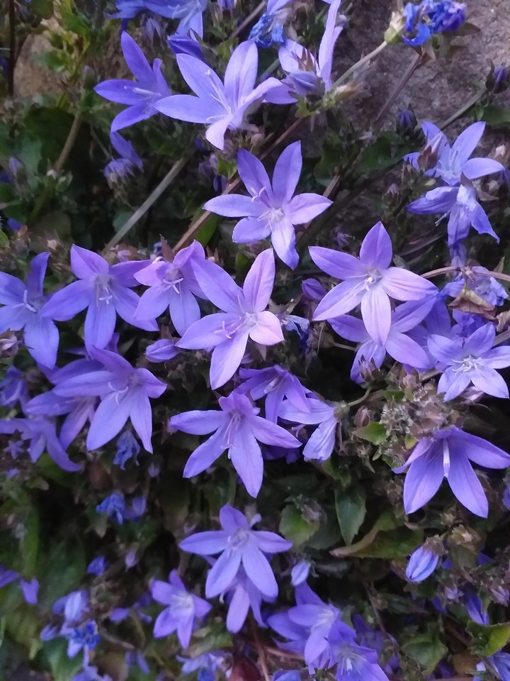 purple