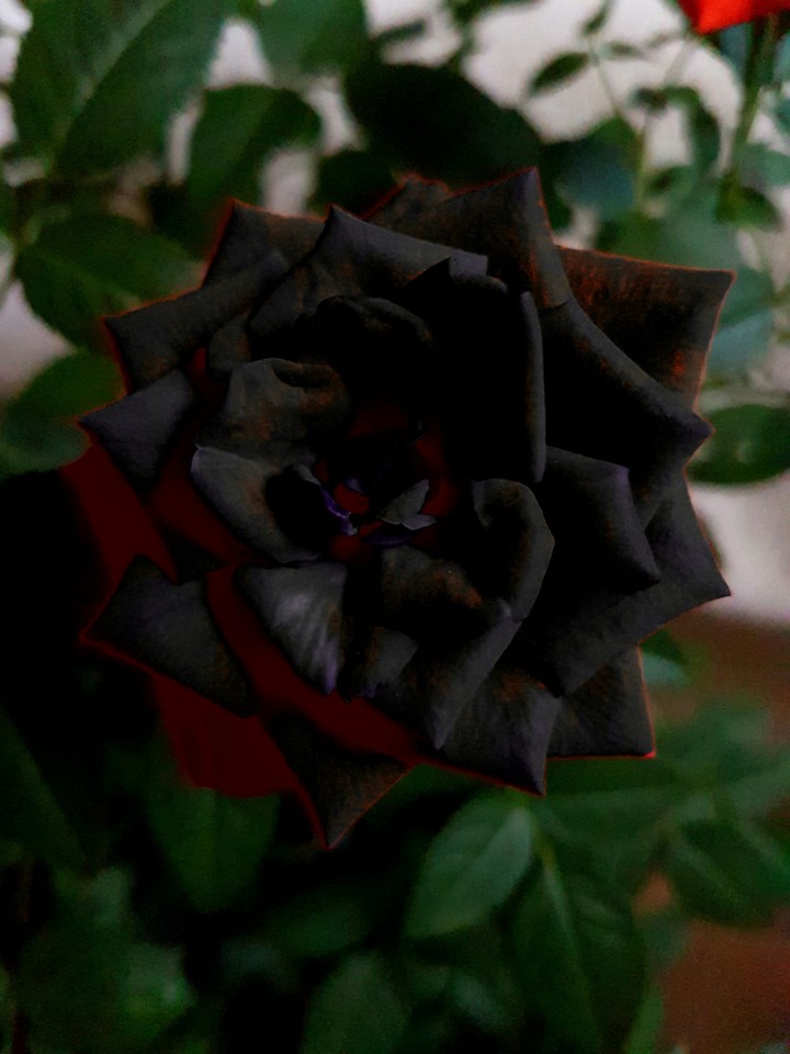 rose