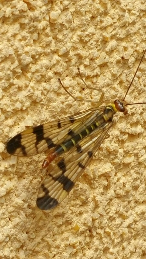 insect