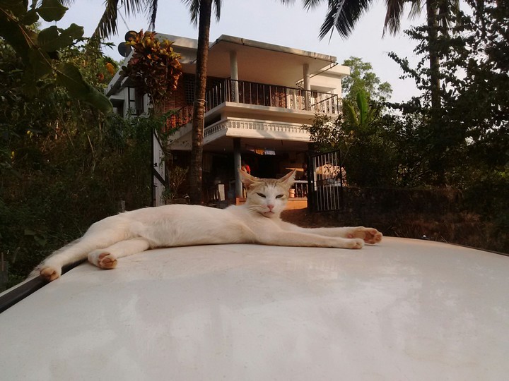 I'm the king of this kingdom