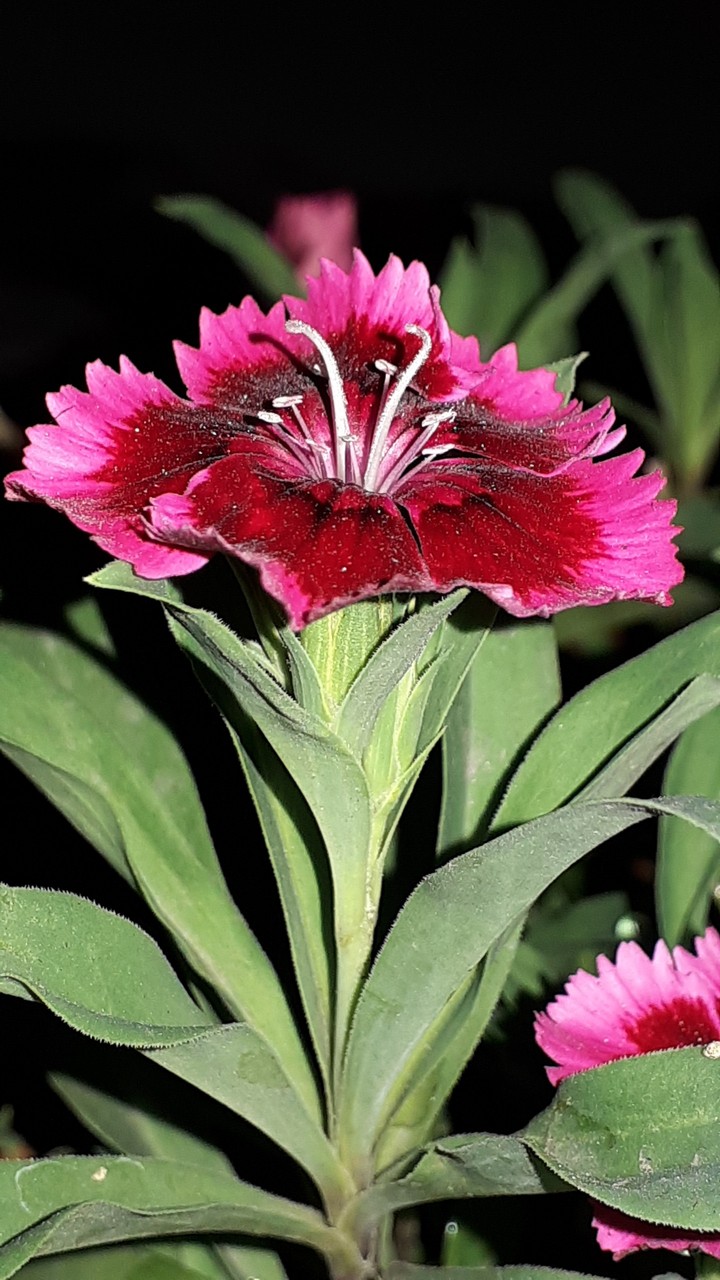 dianthus