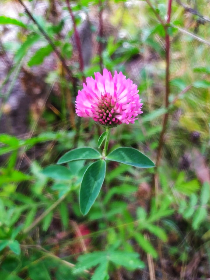 Clover