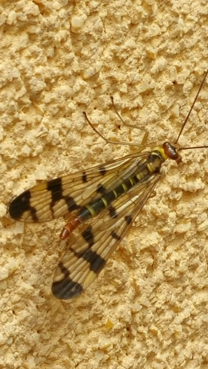 insect
