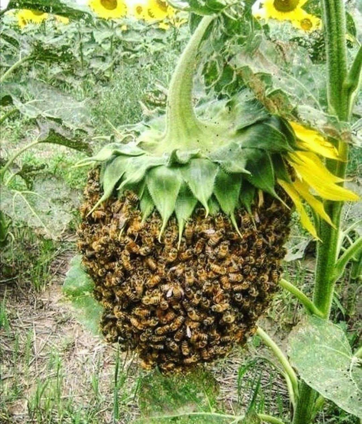 خانه زنبور عسل در کجا