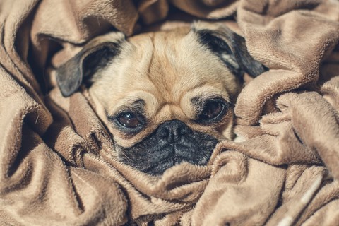 Camo Pug