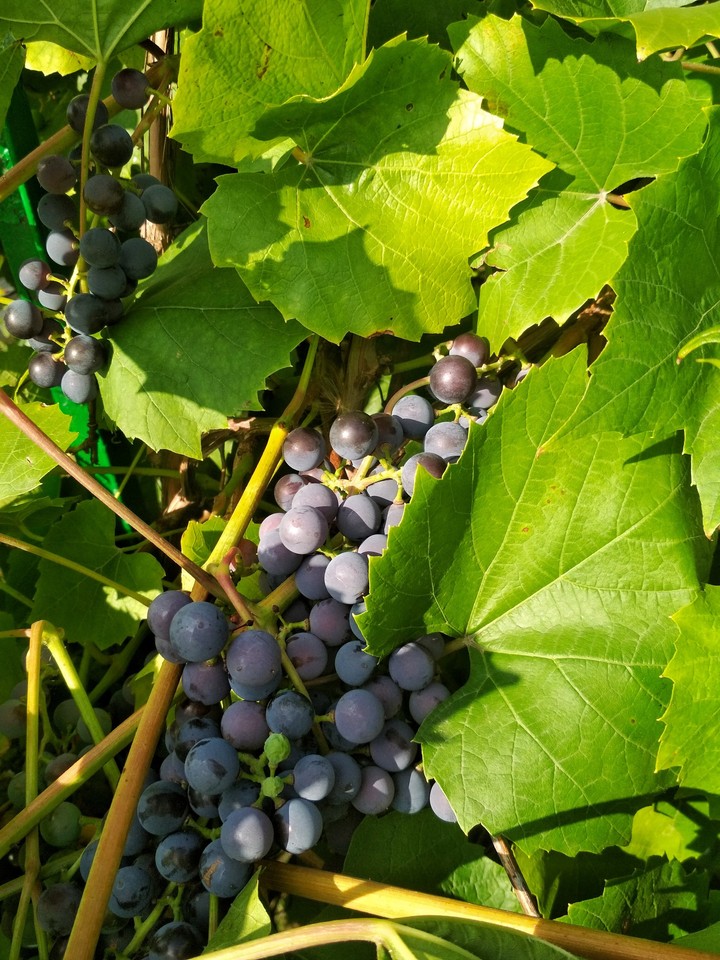 Grape__2_