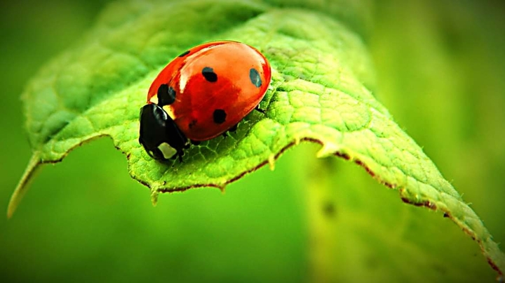 ladybug