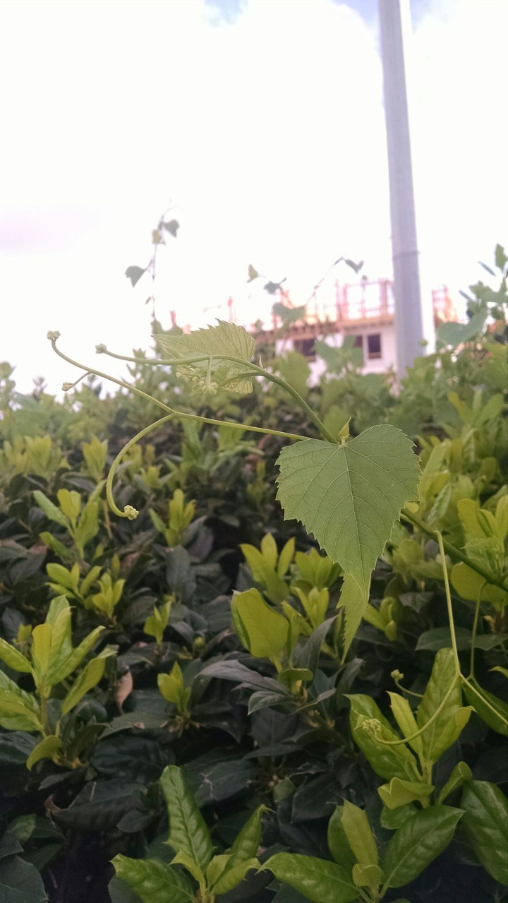 leaves