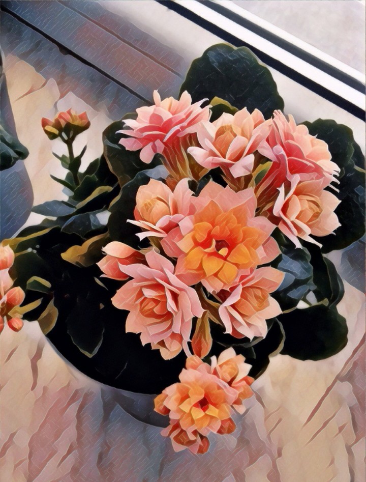 calanchoe flowers