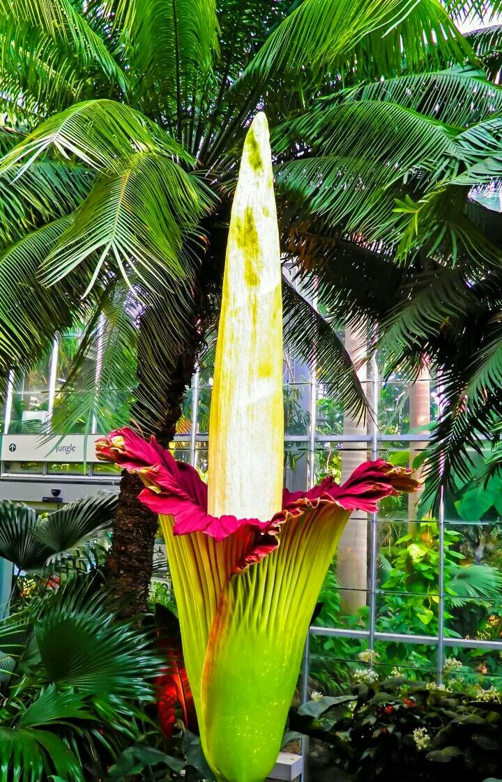 biggest flower