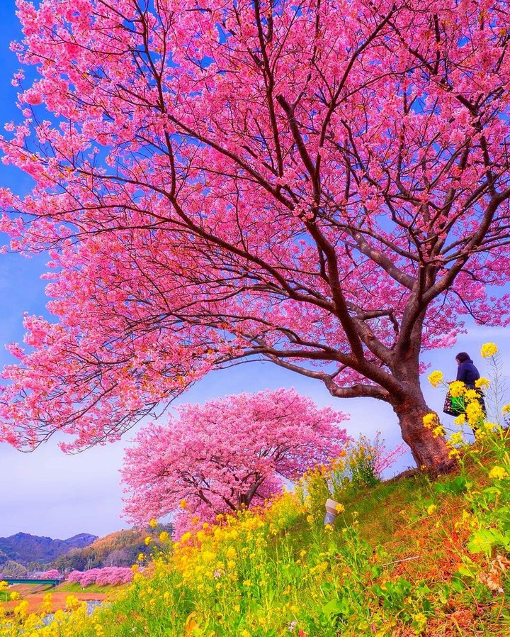 pink tree