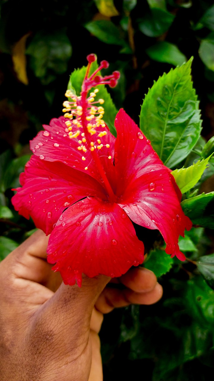 my click