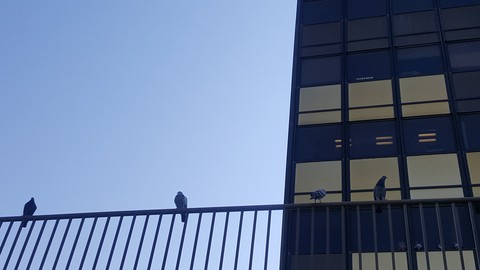 InLine birds