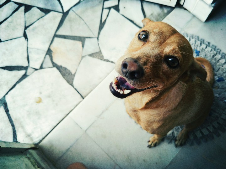 dog