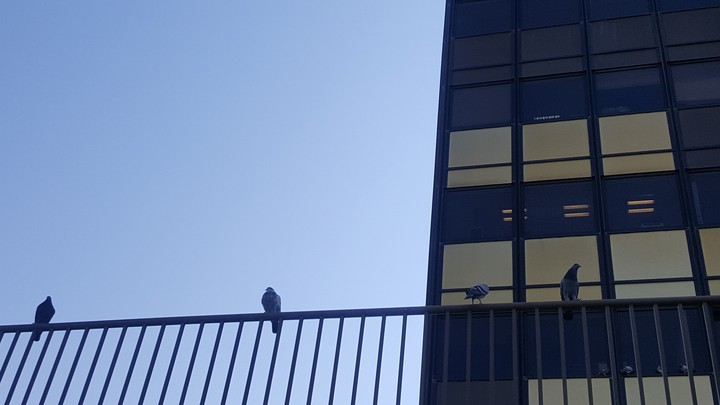 InLine birds