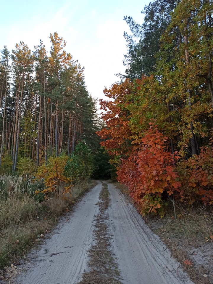 осень в лесу