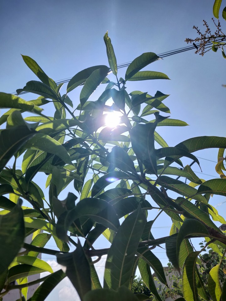 sunlight