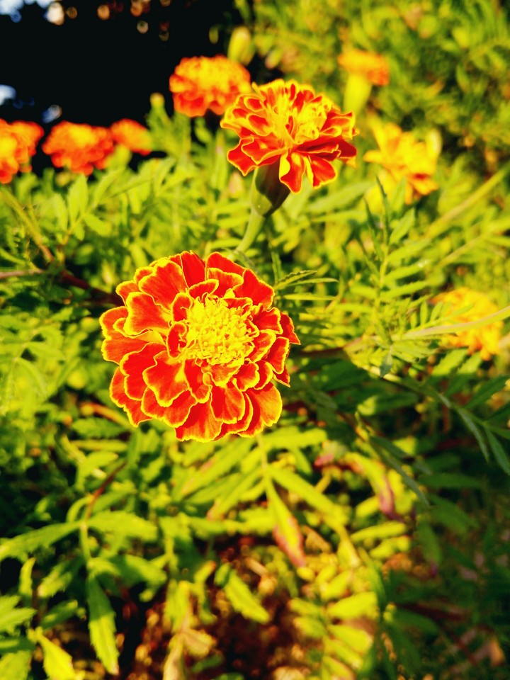 Orange and sun
