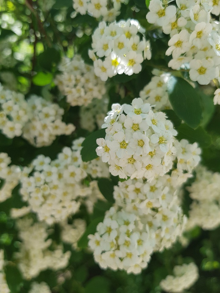 цветы