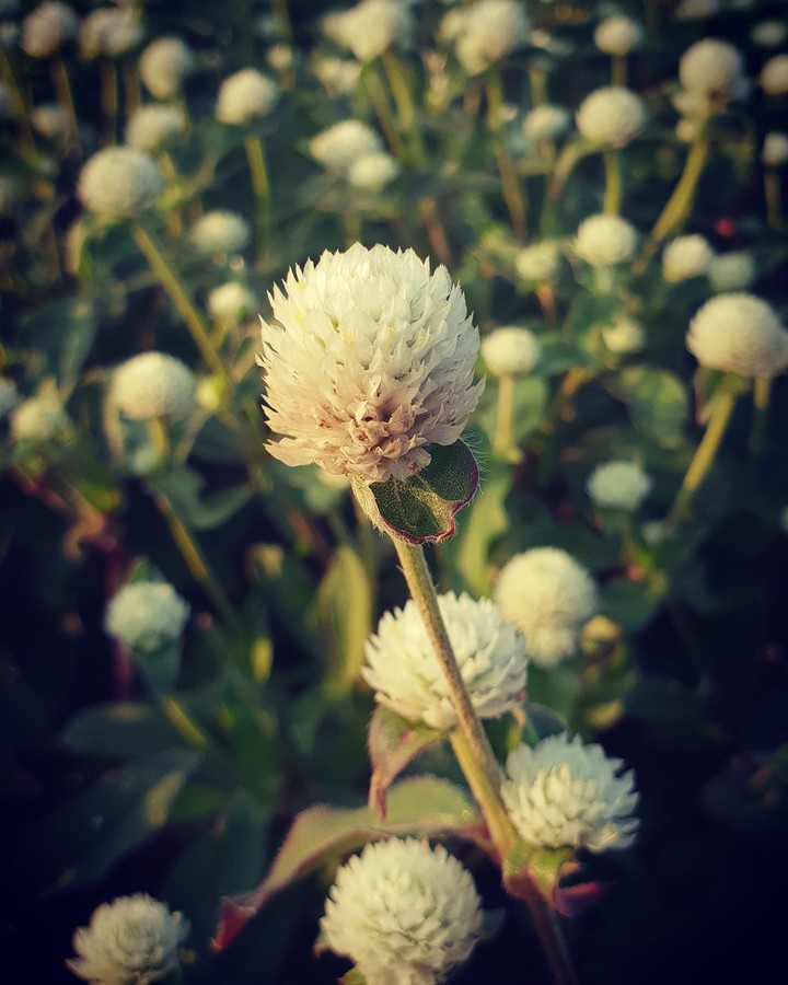 花