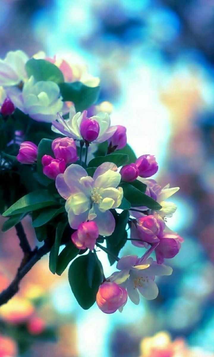 flowers