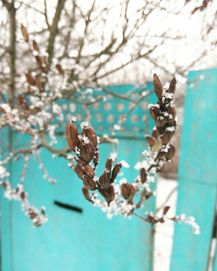 Веточка
