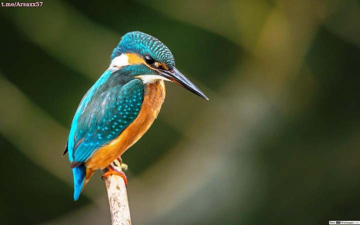 bird❤❤