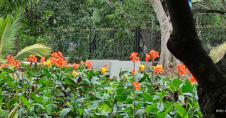 Flowers