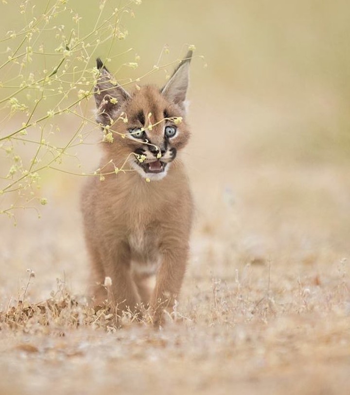 baby caracal caracal