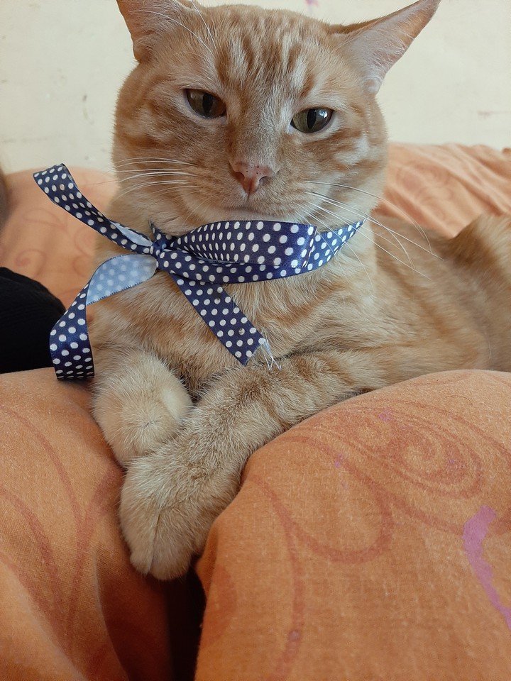 mi gato Jhonny