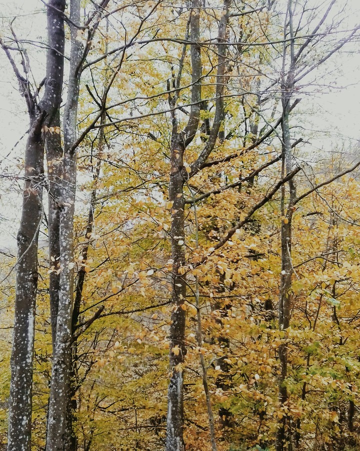 дерева