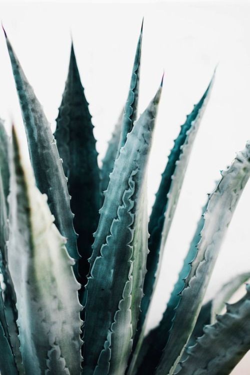 Agave