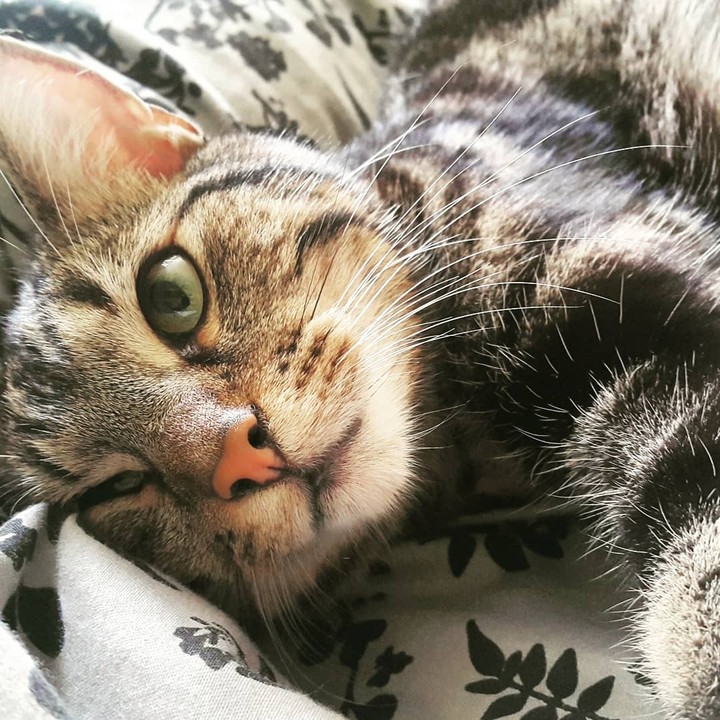Drako