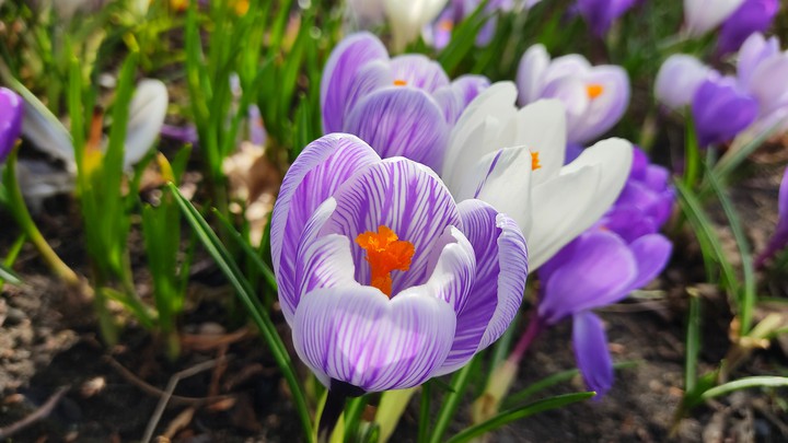 purple flower