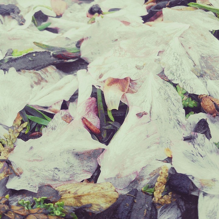leafs